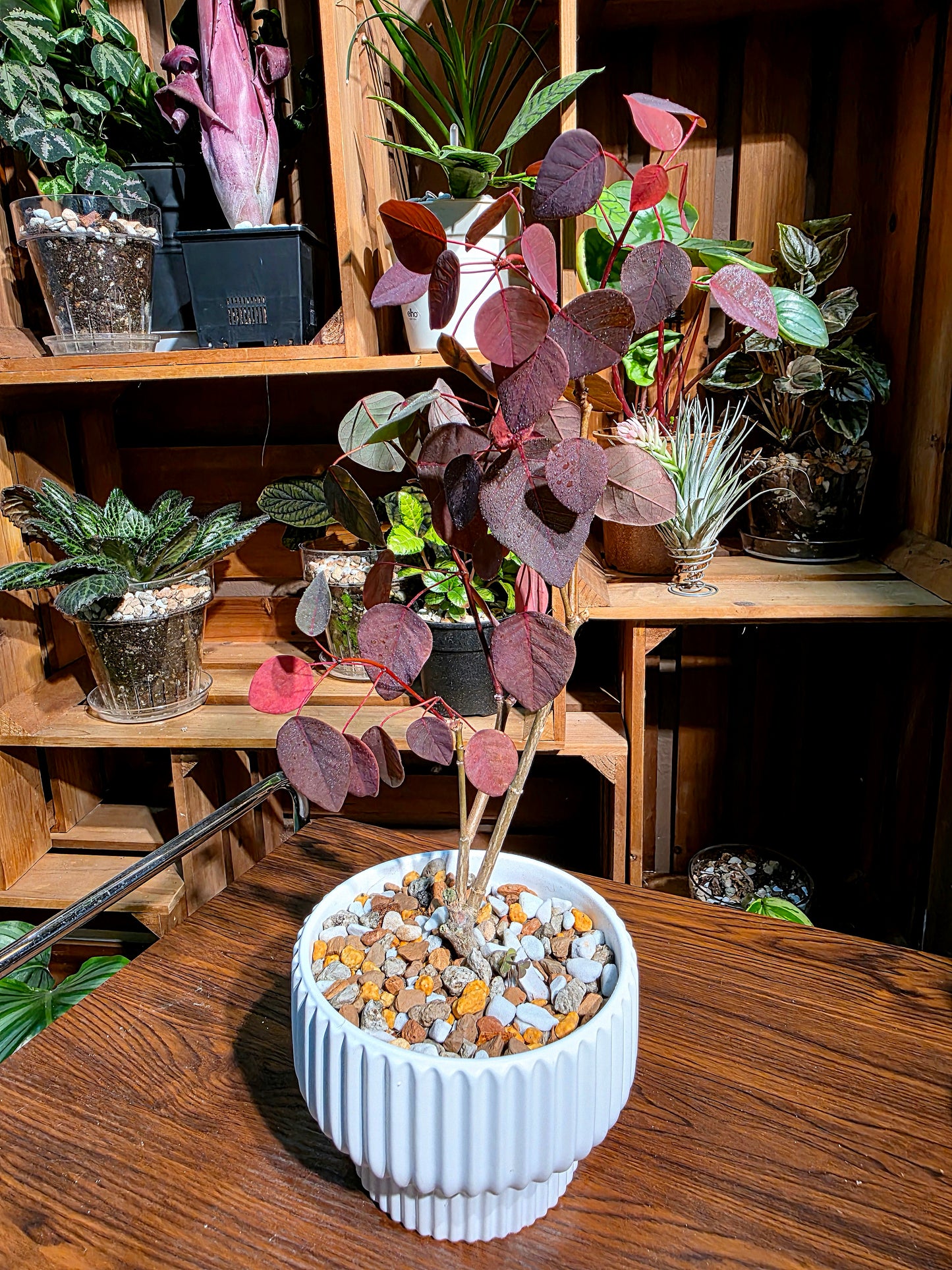 Euphorbia cotinifolia 紫錦木