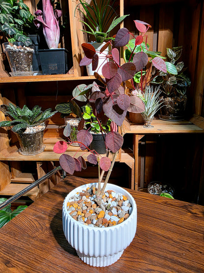 Euphorbia cotinifolia 紫錦木