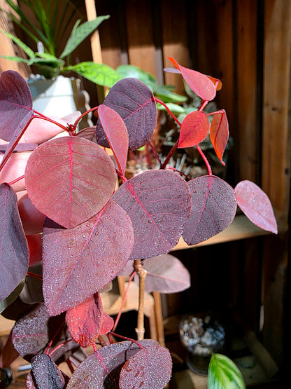 Euphorbia cotinifolia 紫錦木