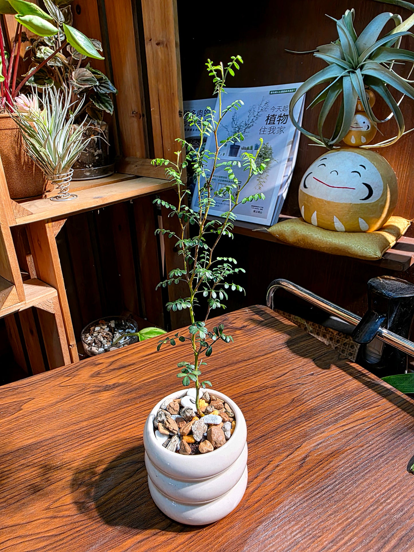 Sophora prostrata 童話樹