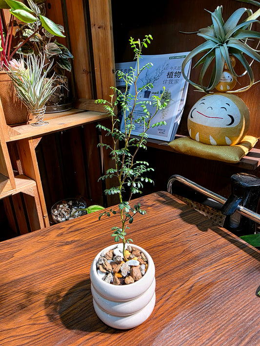 Sophora prostrata 童話樹
