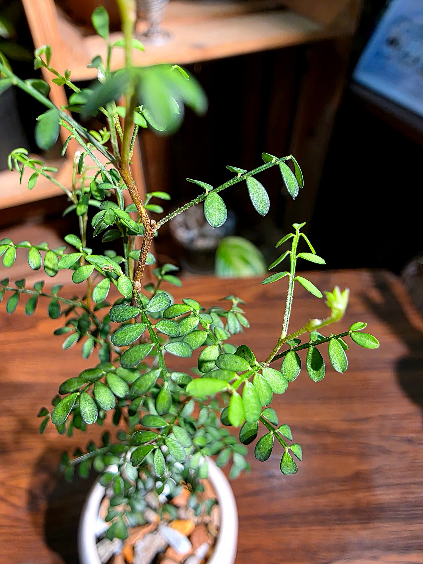 Sophora prostrata 童話樹