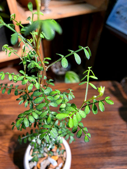 Sophora prostrata 童話樹