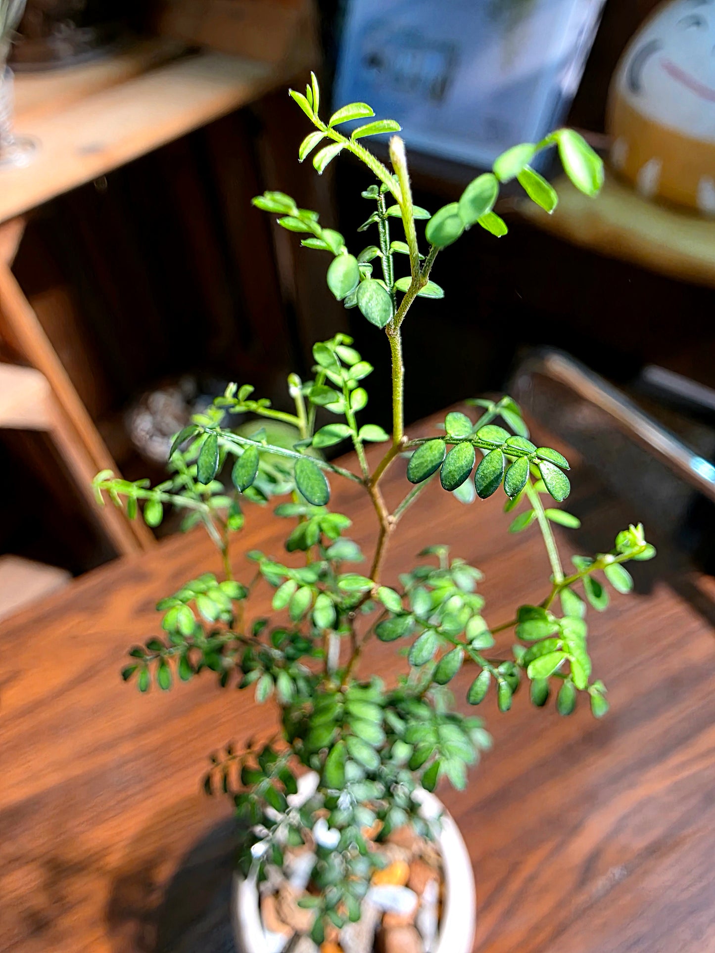 Sophora prostrata 童話樹