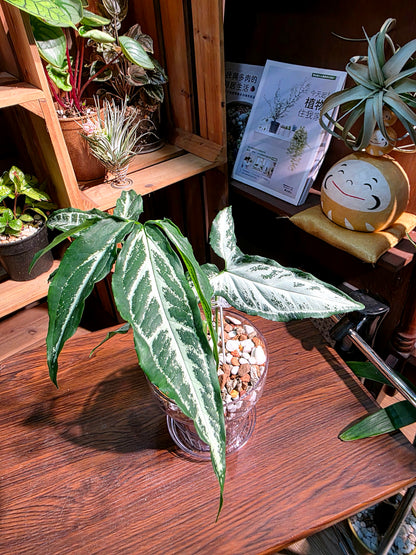 Syngoniun Sri Lanka 斯里蘭卡合果芋