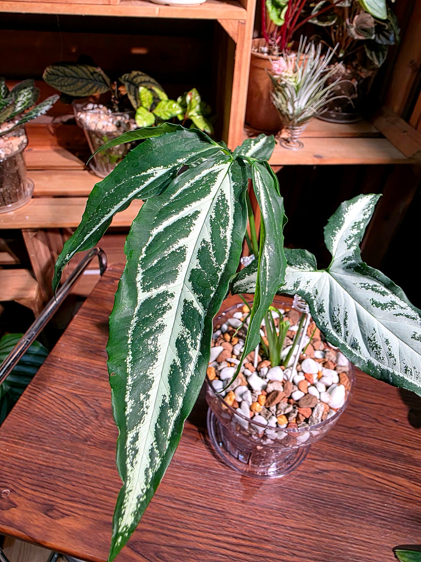 Syngoniun Sri Lanka 斯里蘭卡合果芋