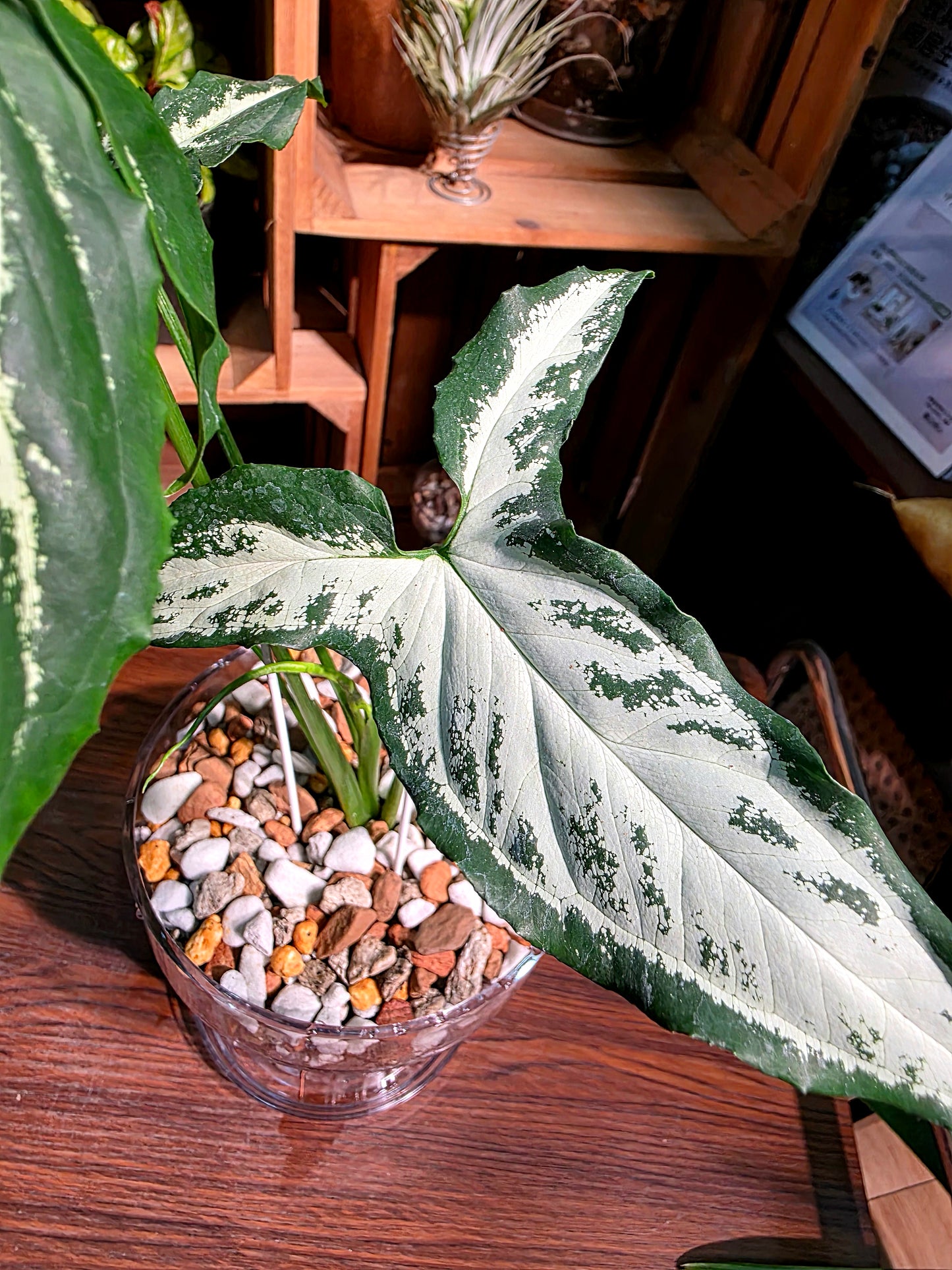 Syngoniun Sri Lanka 斯里蘭卡合果芋