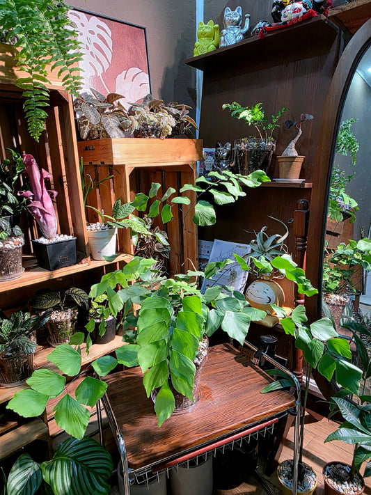 Adiantum Peruvianum 硬幣鐵線蕨