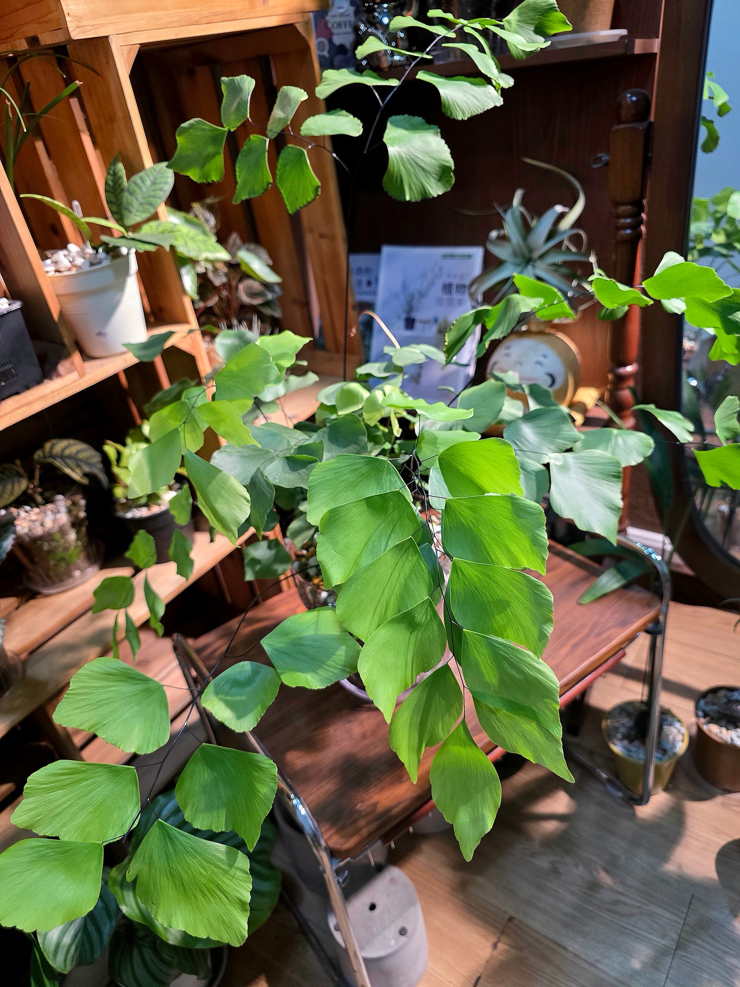 Adiantum Peruvianum 硬幣鐵線蕨