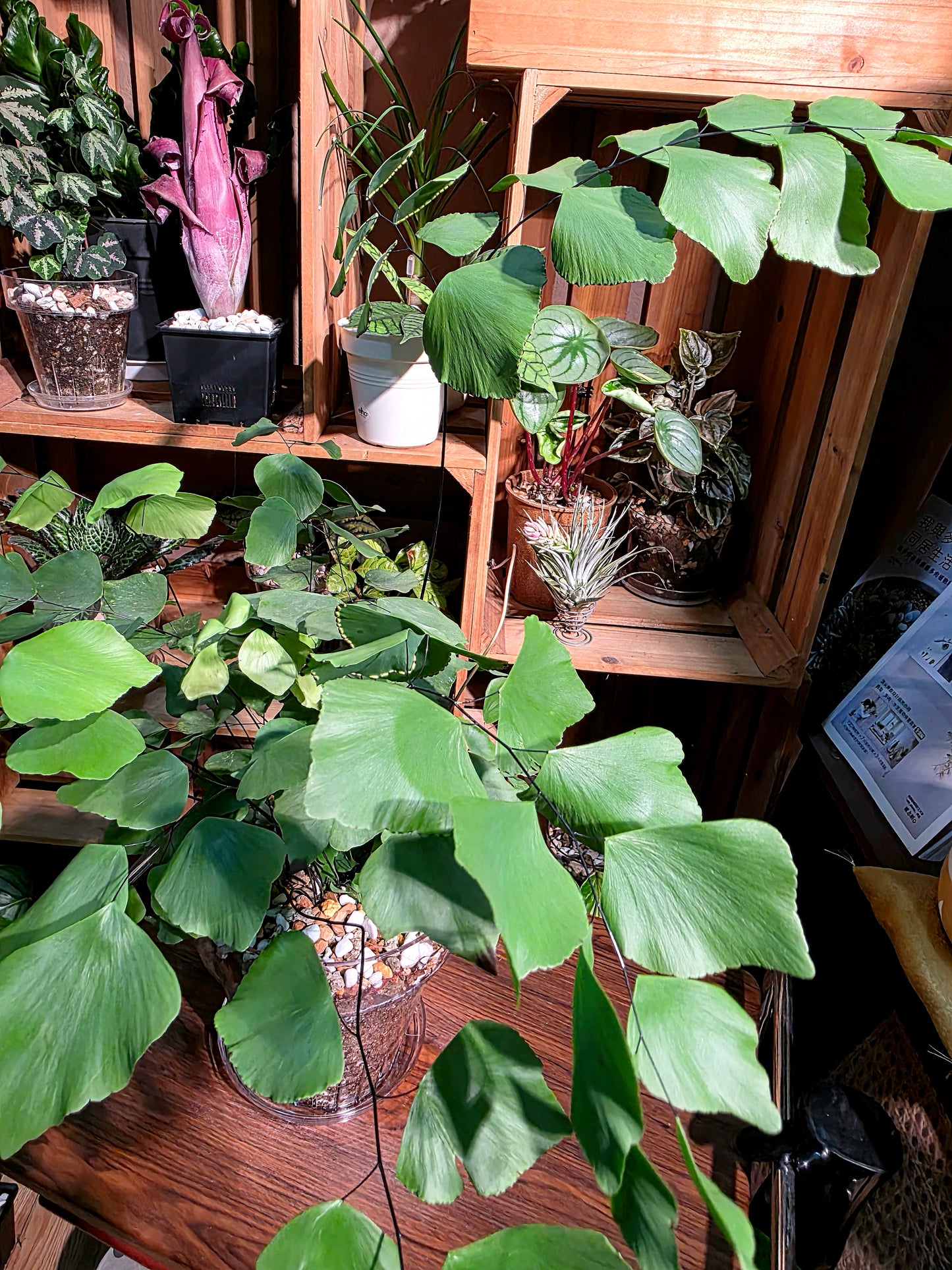 Adiantum Peruvianum 硬幣鐵線蕨