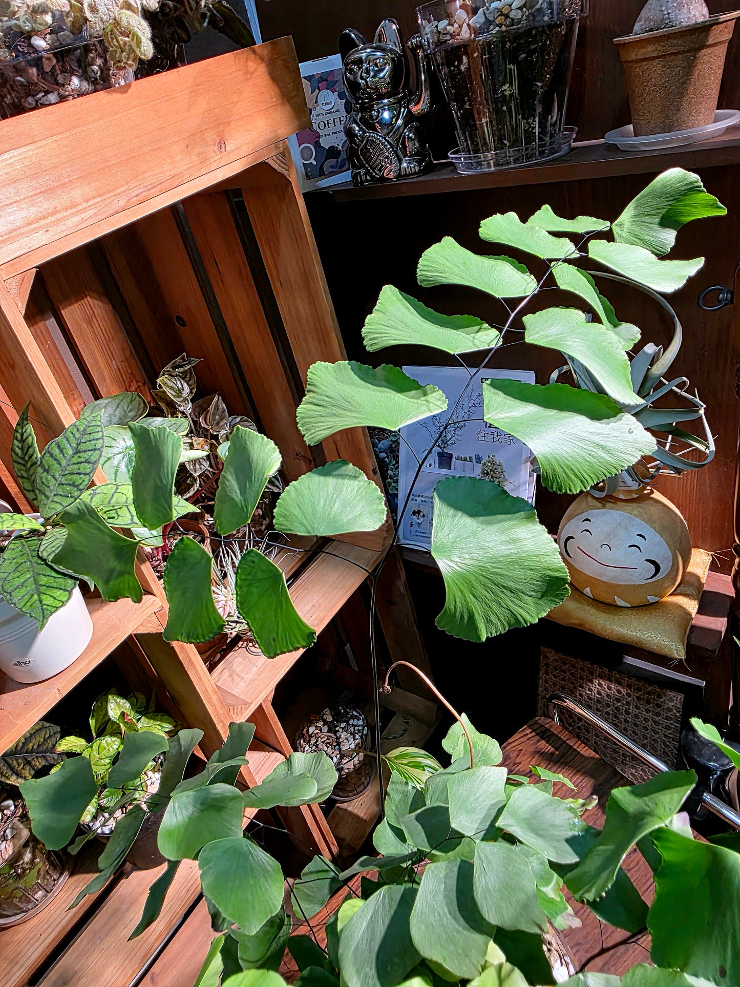 Adiantum Peruvianum 硬幣鐵線蕨