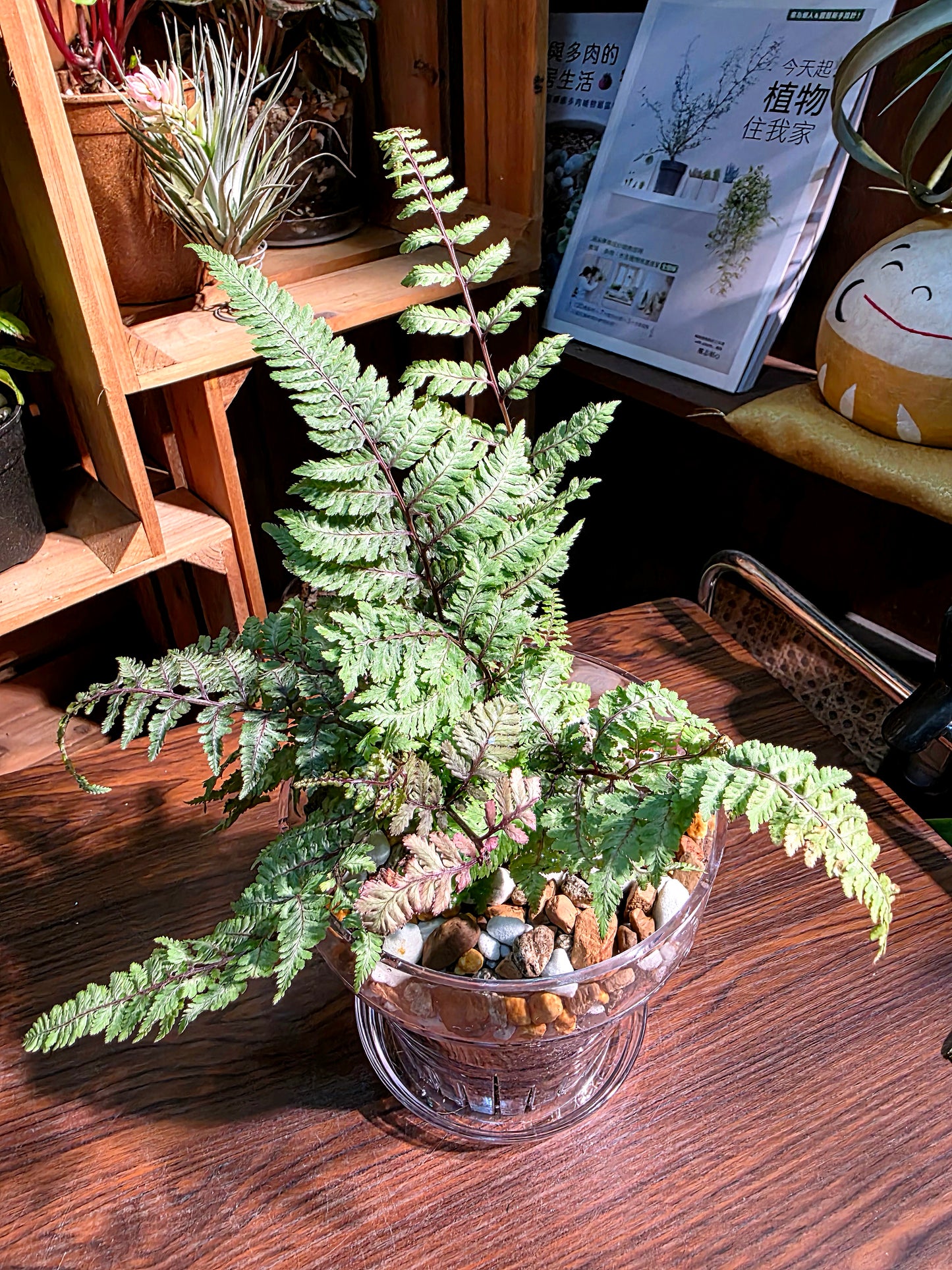 Athyrium Niponicum Var Pictum 日本畫蕨