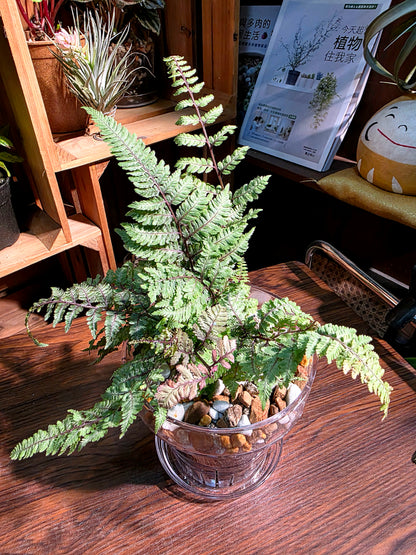 Athyrium Niponicum Var Pictum 日本畫蕨