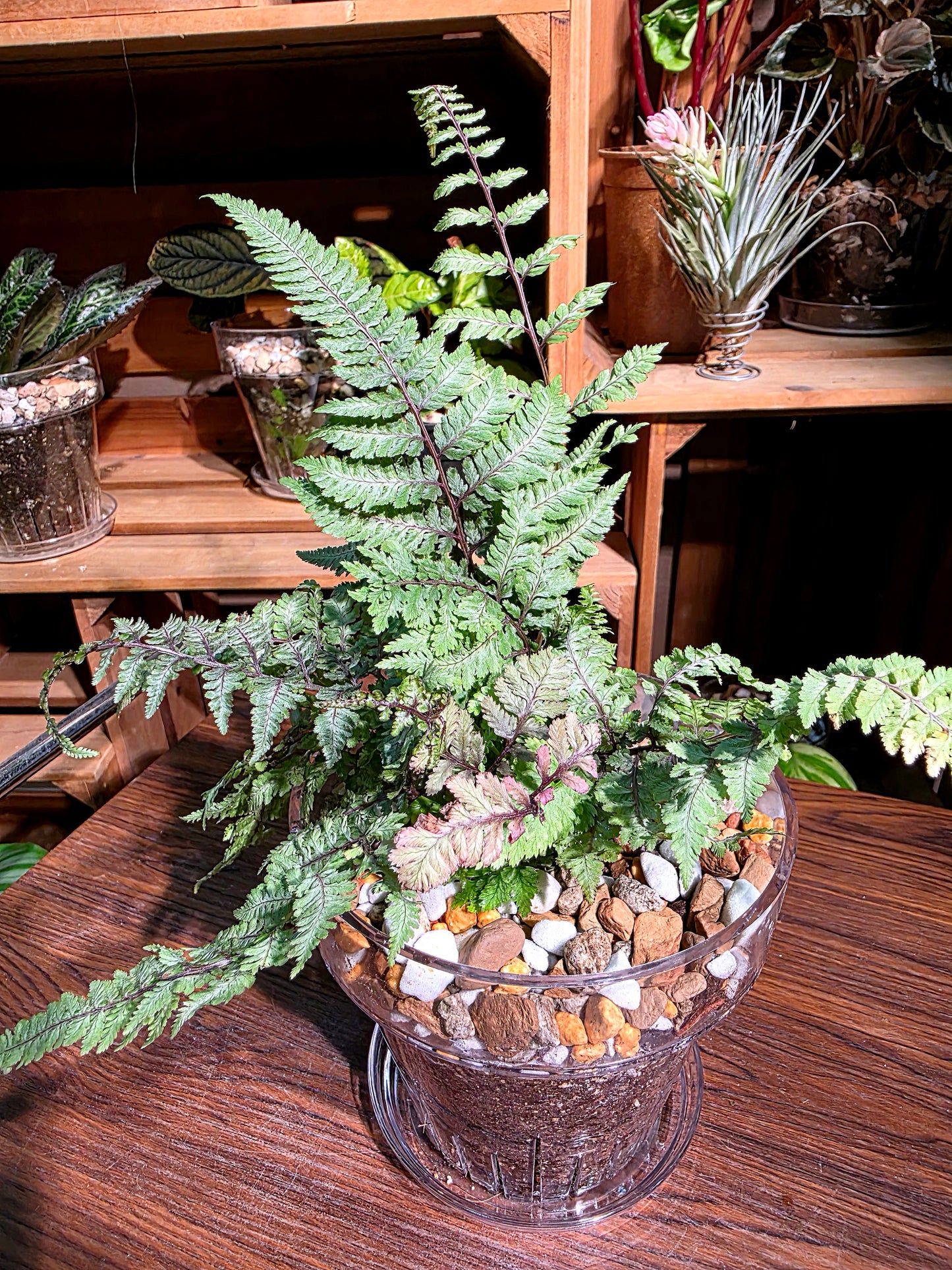 Athyrium Niponicum Var Pictum 日本畫蕨