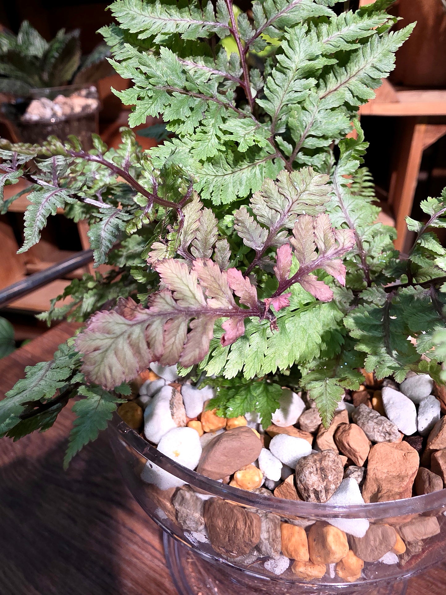 Athyrium Niponicum Var Pictum 日本畫蕨
