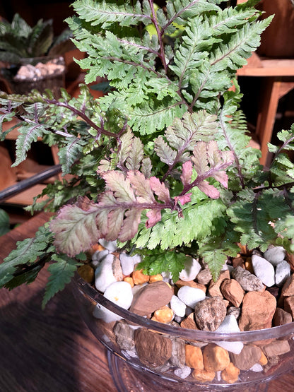 Athyrium Niponicum Var Pictum 日本畫蕨