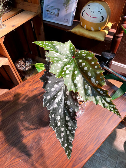 Begonia Chocolate Cone 巧克力甜筒秋海棠