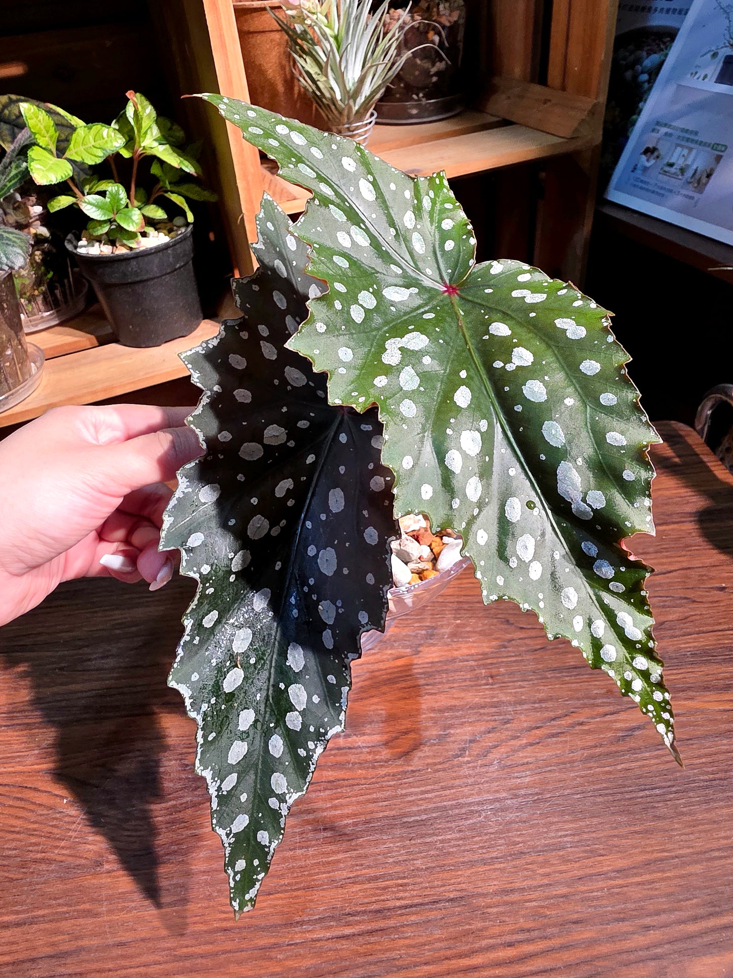 Begonia Chocolate Cone 巧克力甜筒秋海棠