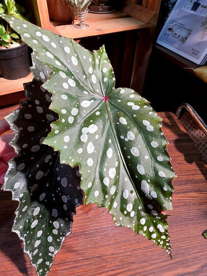 Begonia Chocolate Cone 巧克力甜筒秋海棠