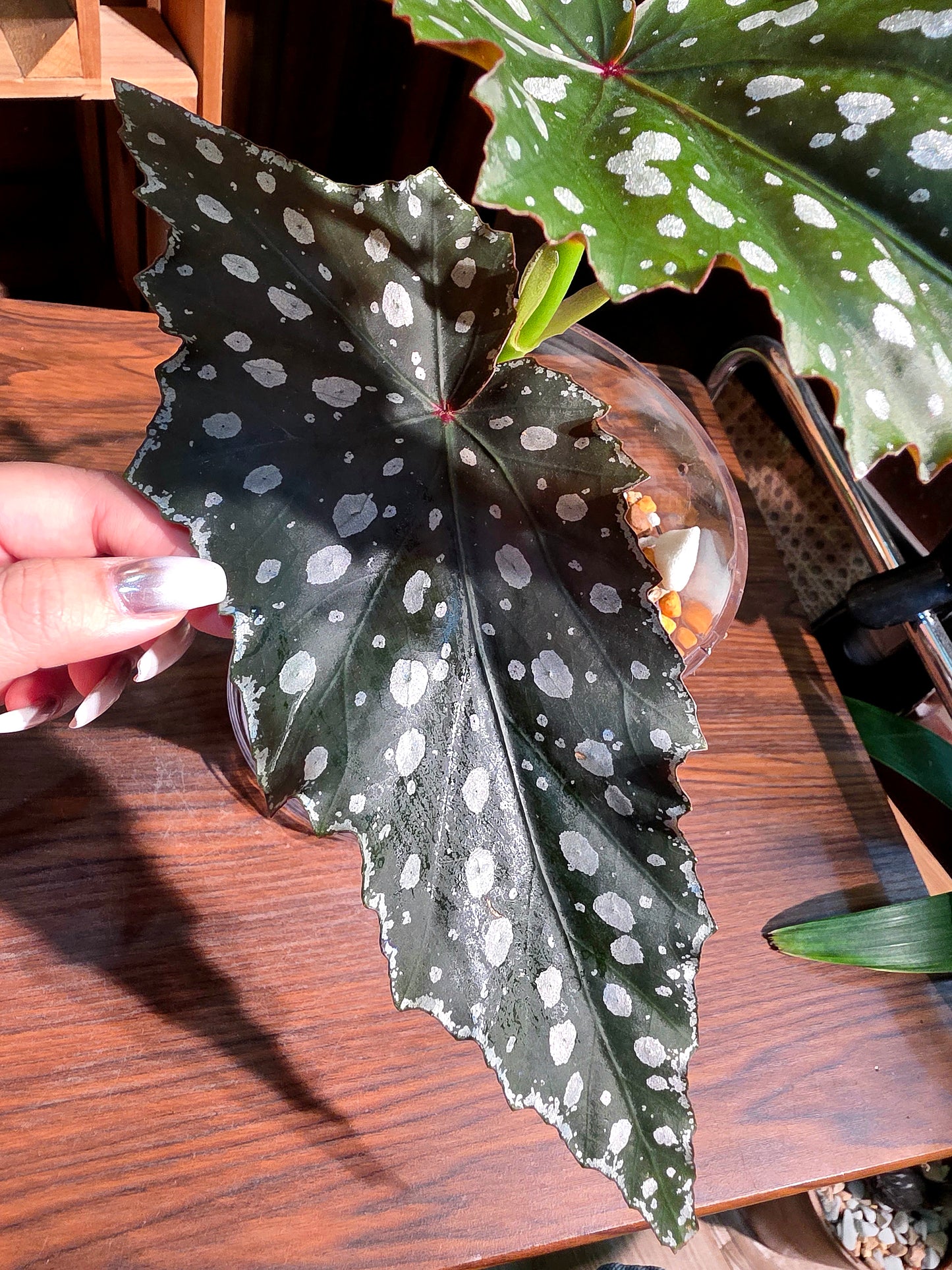 Begonia Chocolate Cone 巧克力甜筒秋海棠