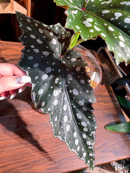 Begonia Chocolate Cone 巧克力甜筒秋海棠