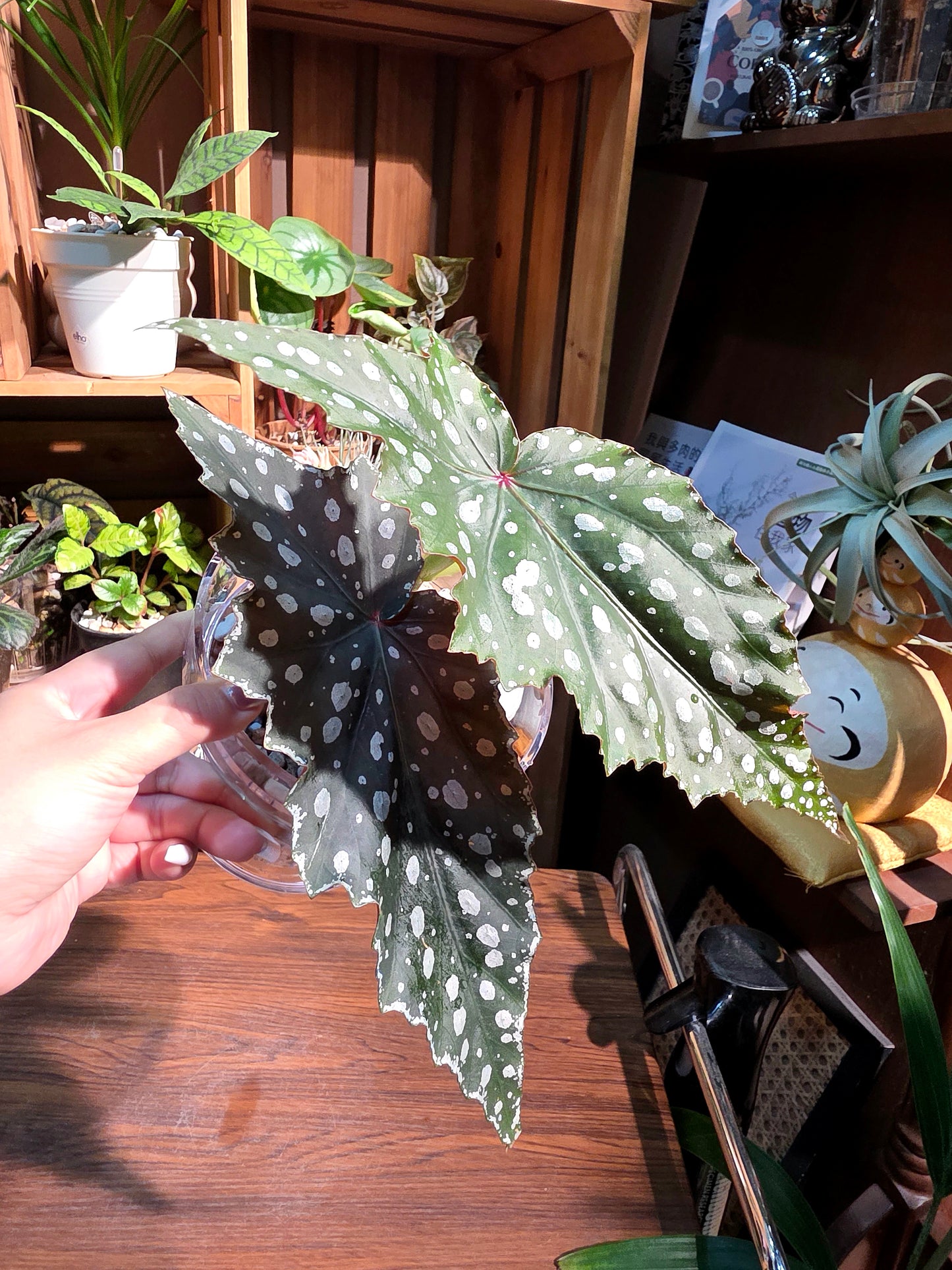 Begonia Chocolate Cone 巧克力甜筒秋海棠