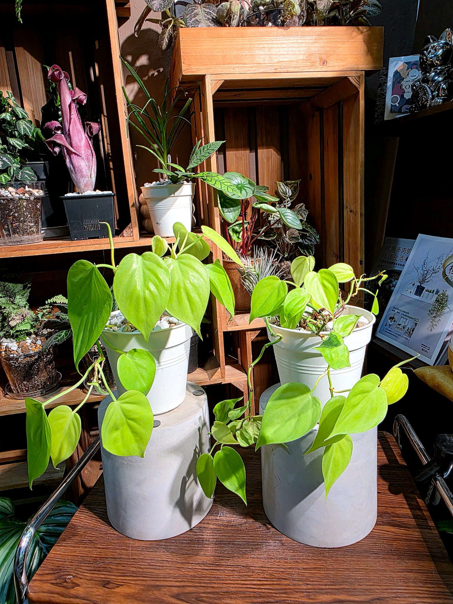 Philodendron lemon lime 檸檬汁蔓綠絨