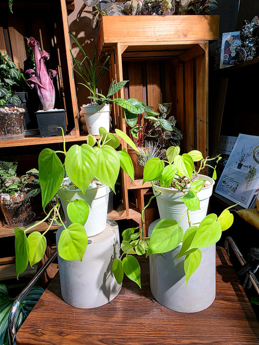 Philodendron lemon lime 檸檬汁蔓綠絨