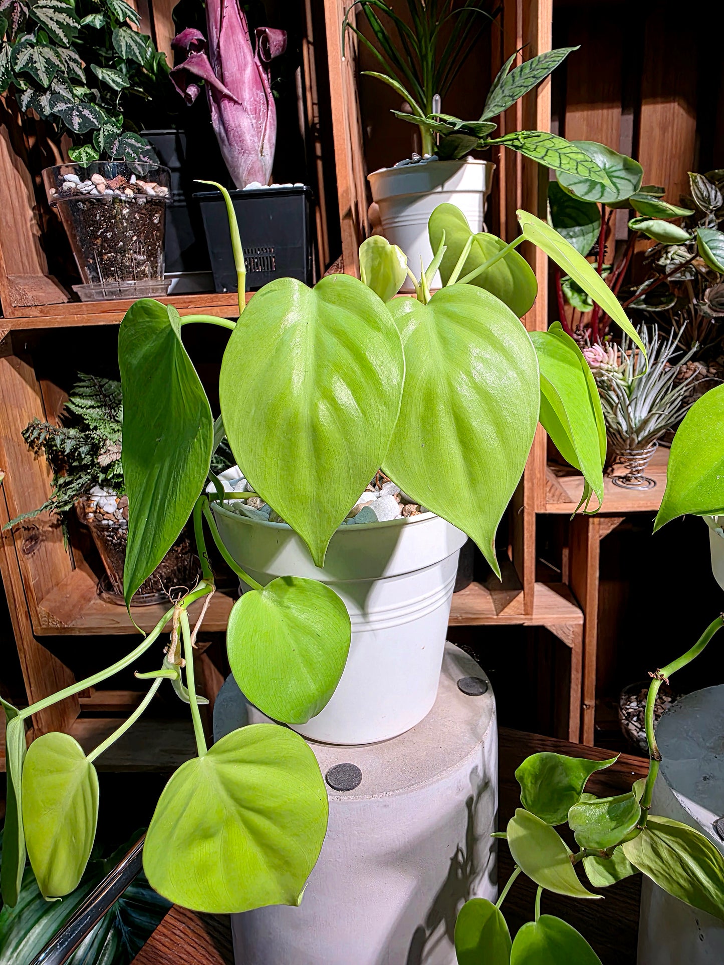 Philodendron lemon lime 檸檬汁蔓綠絨