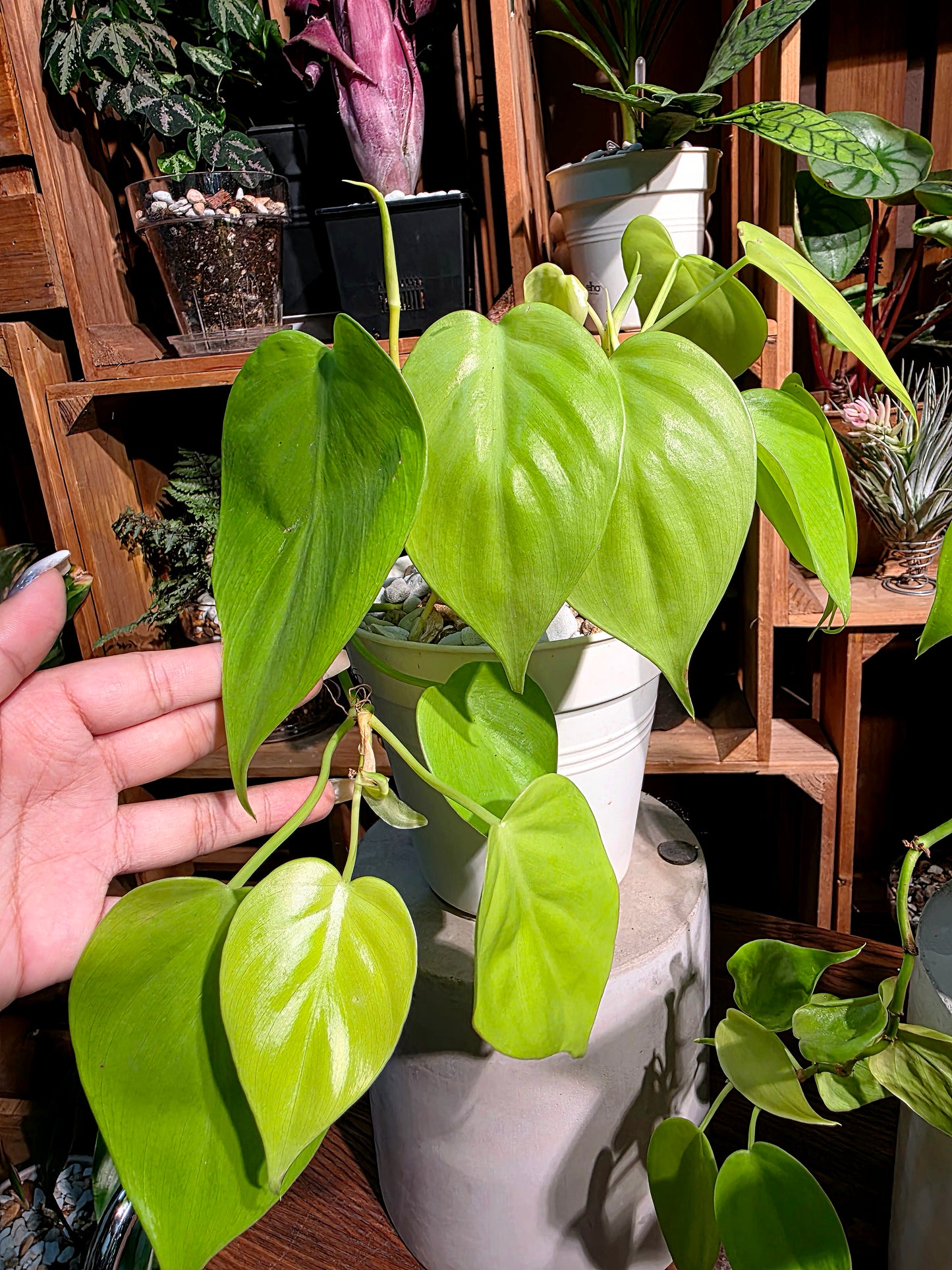 Philodendron lemon lime 檸檬汁蔓綠絨