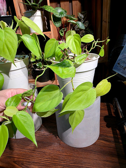 Philodendron lemon lime 檸檬汁蔓綠絨