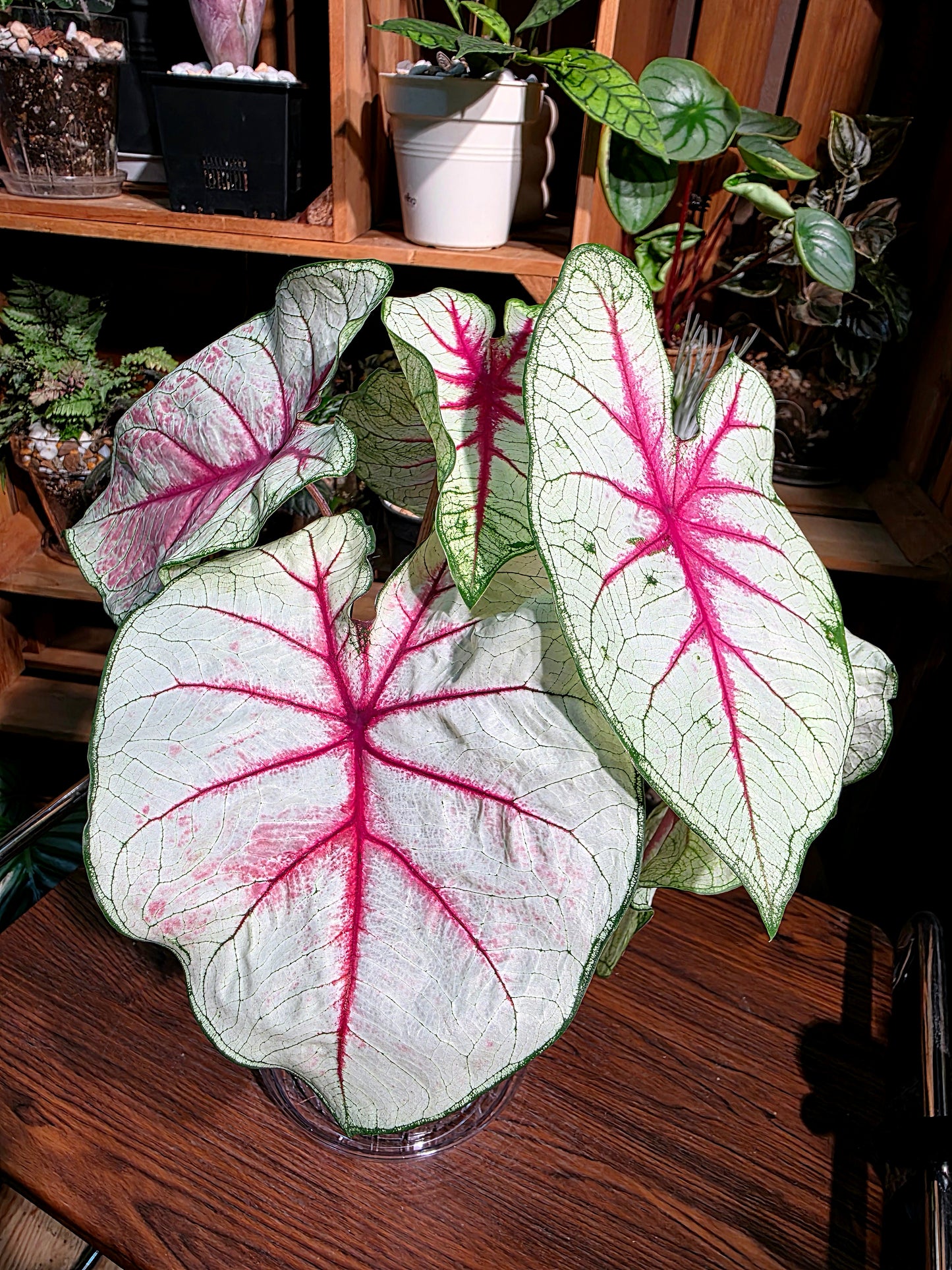 Caladium Fantasy 幻想曲彩葉芋