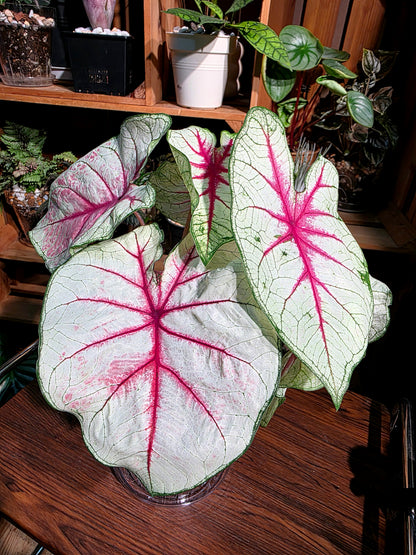 Caladium Fantasy 幻想曲彩葉芋