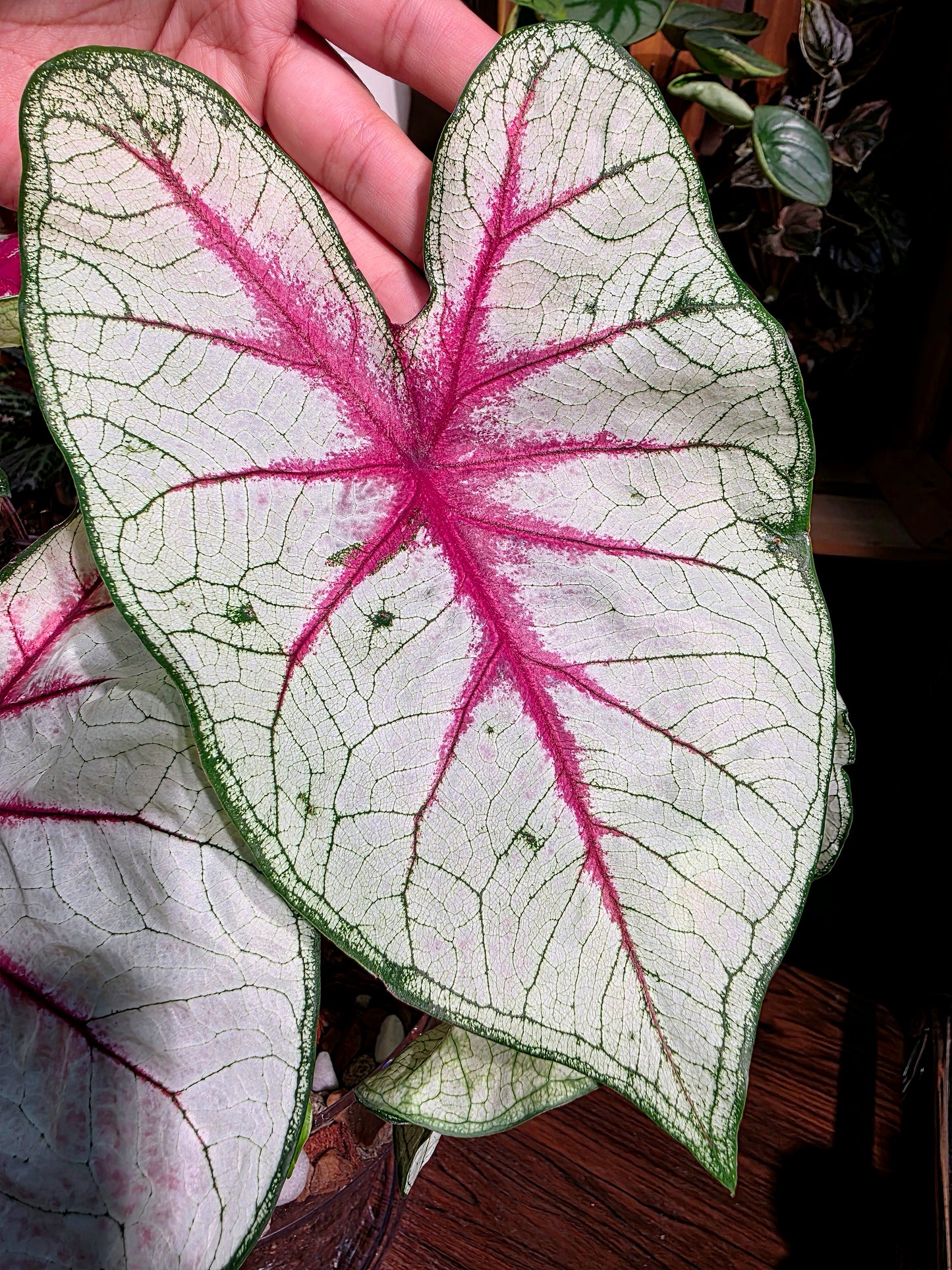 Caladium Fantasy 幻想曲彩葉芋