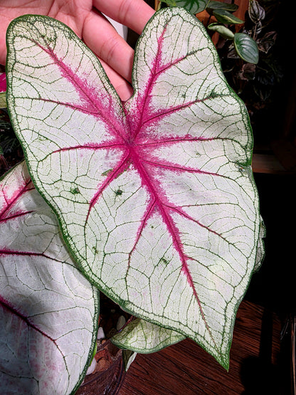 Caladium Fantasy 幻想曲彩葉芋