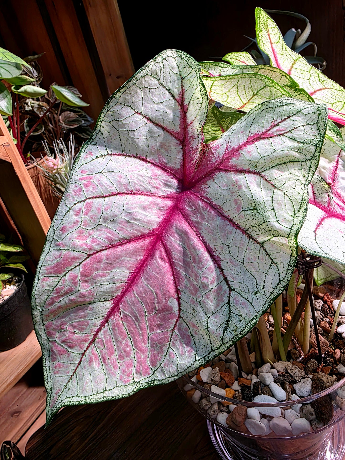 Caladium Fantasy 幻想曲彩葉芋