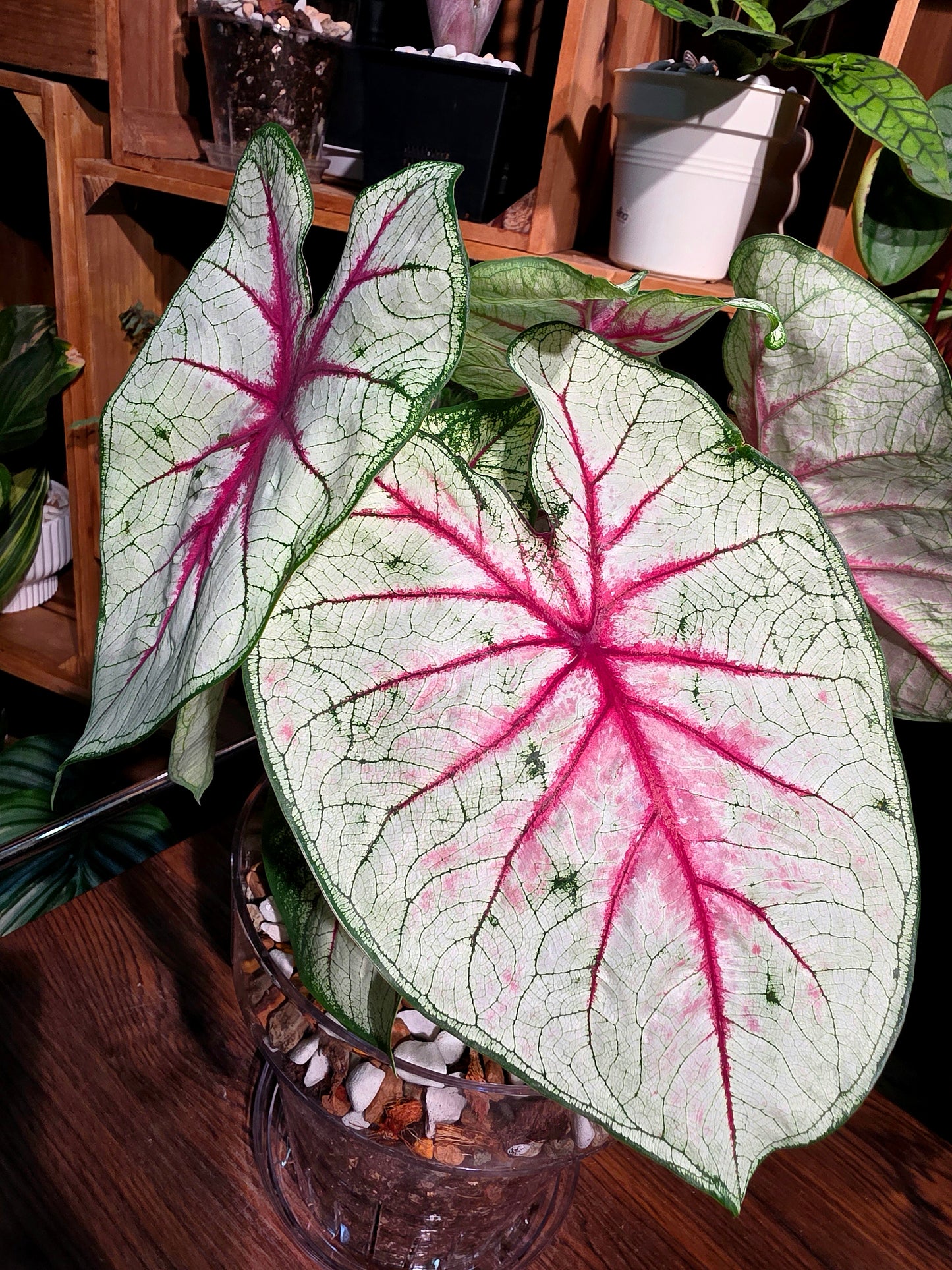 Caladium Fantasy 幻想曲彩葉芋