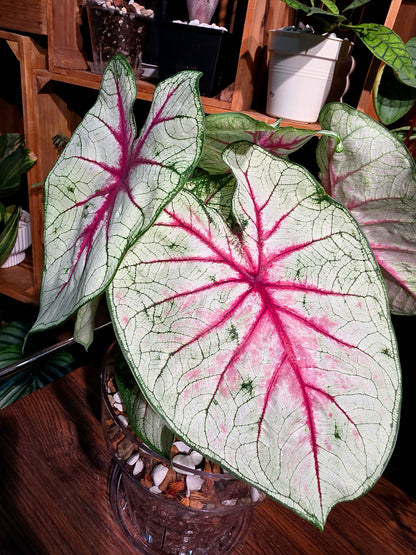 Caladium Fantasy 幻想曲彩葉芋
