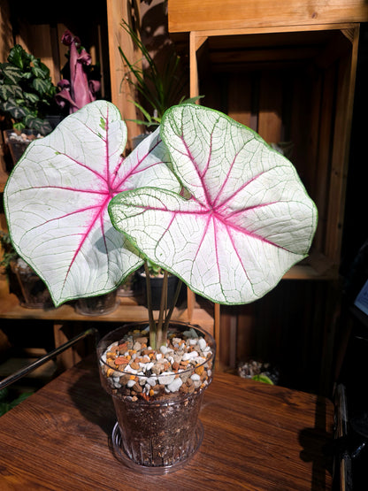 Caladium Fantasy 幻想曲彩葉芋