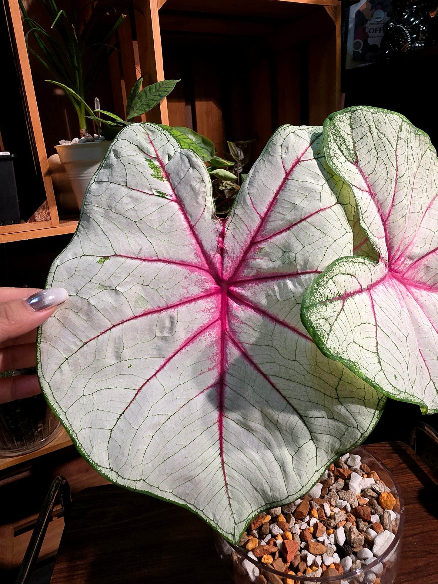 Caladium Fantasy 幻想曲彩葉芋