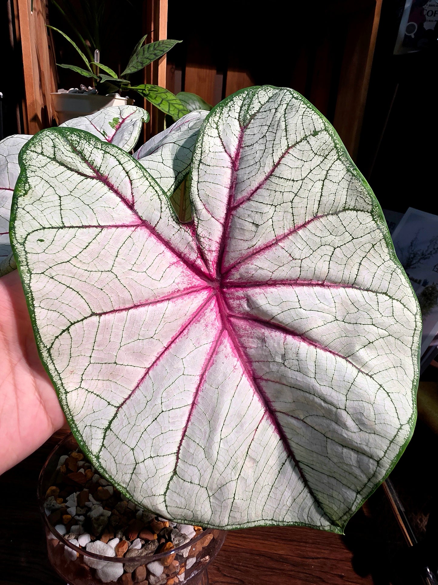 Caladium Fantasy 幻想曲彩葉芋