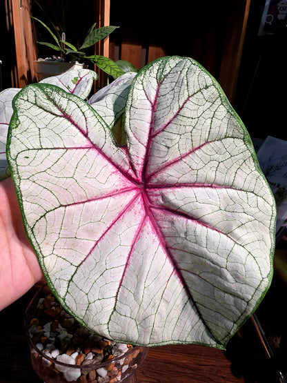 Caladium Fantasy 幻想曲彩葉芋