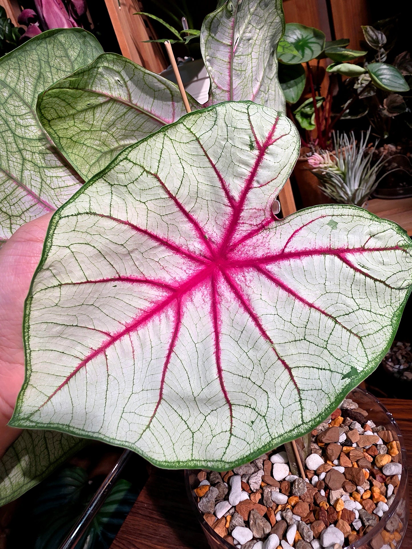 Caladium Fantasy 幻想曲彩葉芋