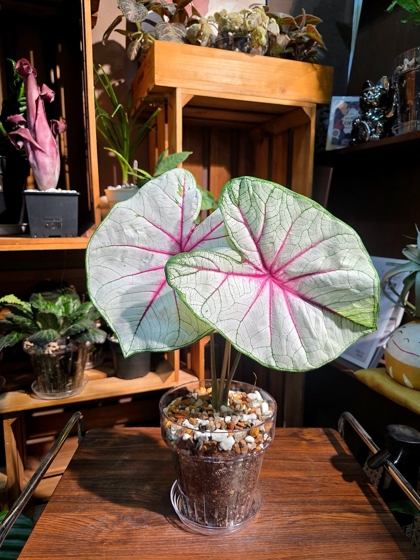 Caladium Fantasy 幻想曲彩葉芋