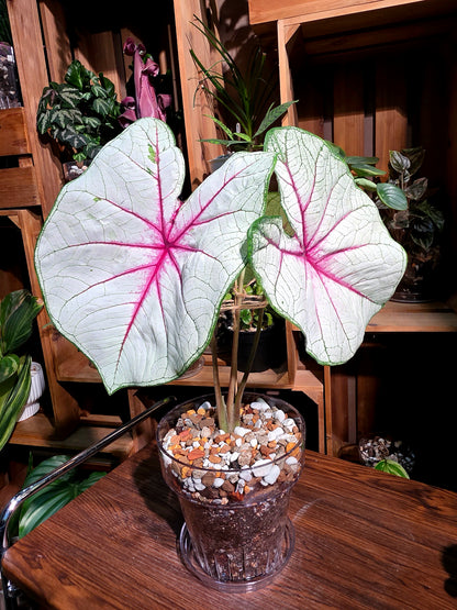 Caladium Fantasy 幻想曲彩葉芋