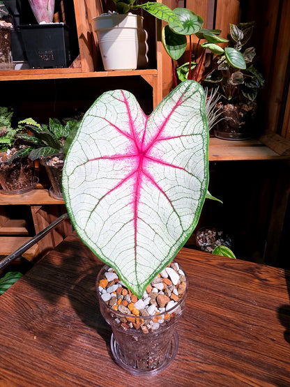 Caladium Fantasy 幻想曲彩葉芋