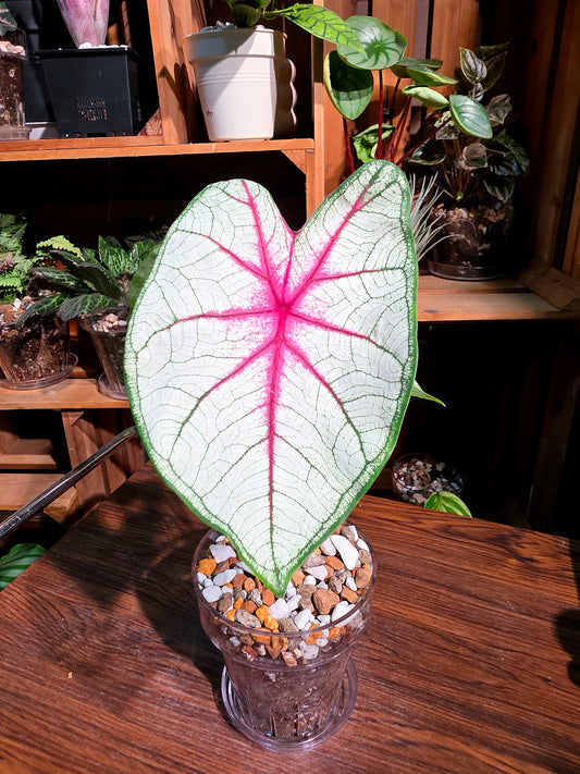 Caladium Fantasy 幻想曲彩葉芋