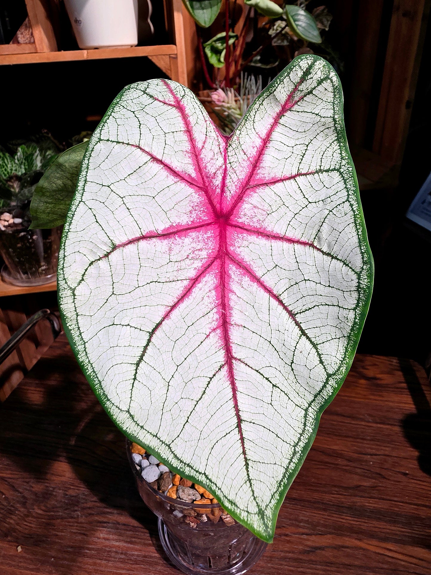 Caladium Fantasy 幻想曲彩葉芋