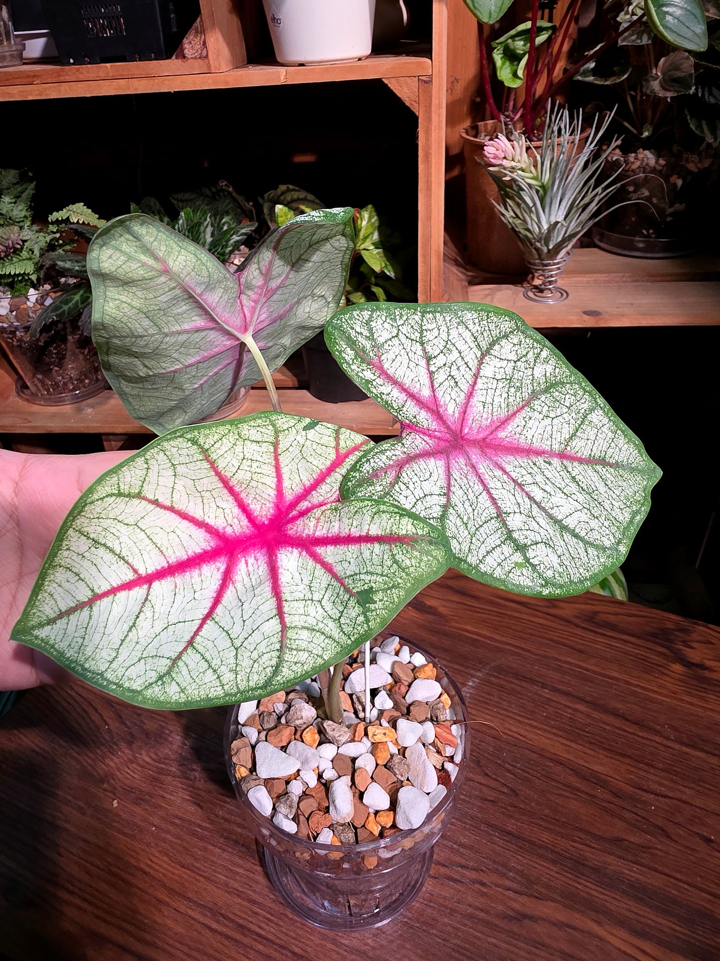 Caladium Fantasy 幻想曲彩葉芋