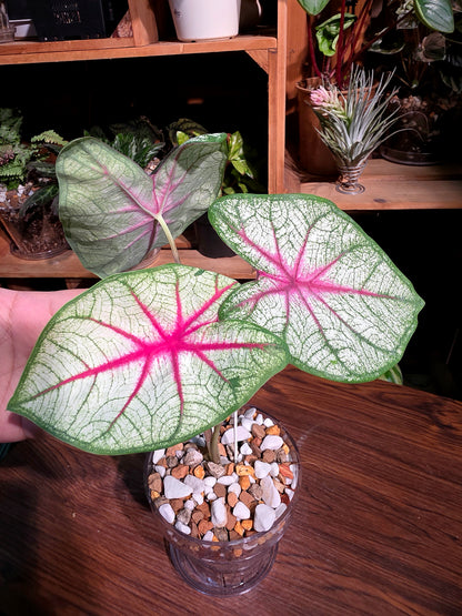 Caladium Fantasy 幻想曲彩葉芋